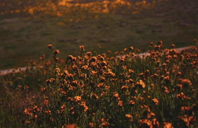 Close-up of flowering plants on field