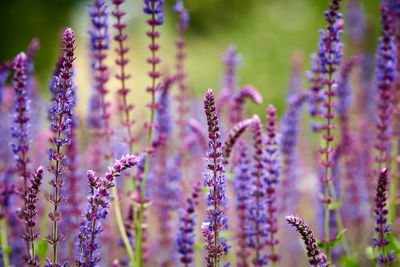 Close-up of purple flowering plants on field