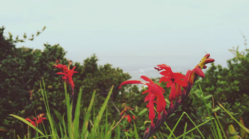 Close-up of red flowering plants on field