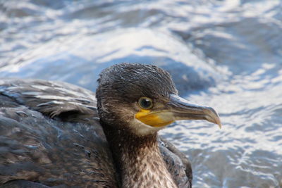 Close-up of duck swimming in lake