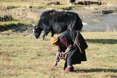 Side view of senior man standing on grassy field by highland cattle