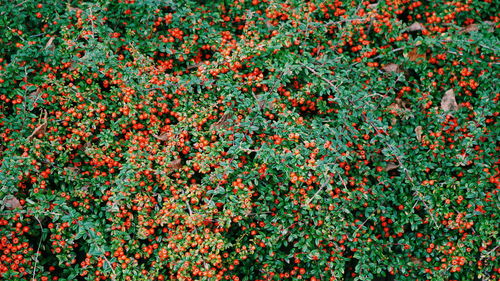 Full frame shot of multi colored flowers