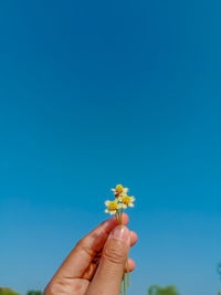 Close-up of hand holding flower against blue sky