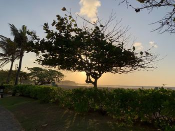 Trees on field against sky at sunset