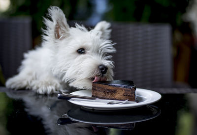 Close-up of west highland white terrier licking cake at restaurant