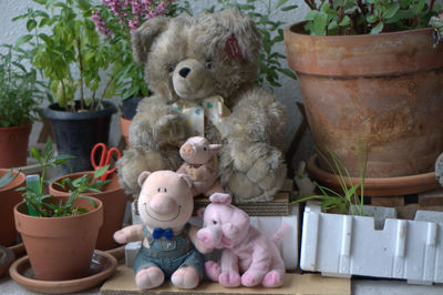 View of stuffed toys on potted plants