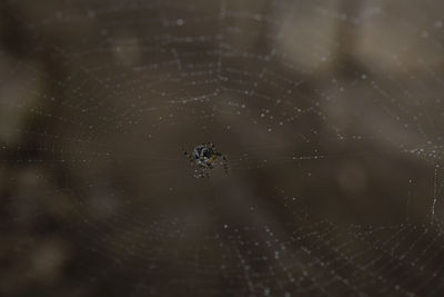 Close-up of spider in web