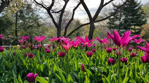 Pink flowers blooming on field