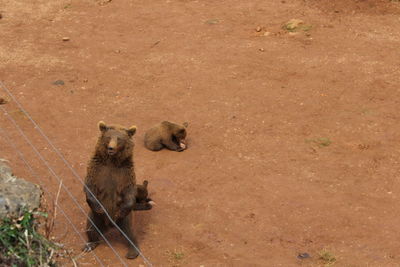 High angle view of animal on ground