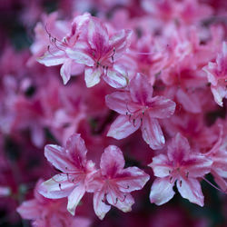 Close-up of pink cherry blossoms in spring