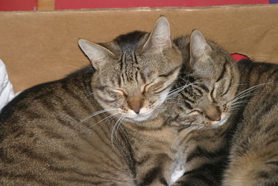 Close-up of a cat resting