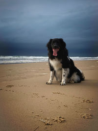 Dog on the beach