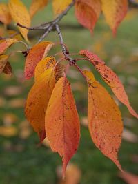 Close-up of yellow maple leaves on branch