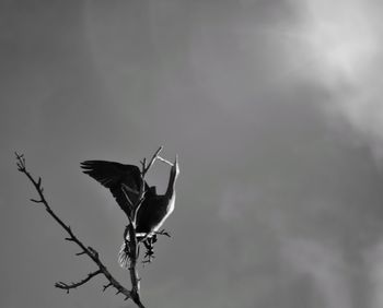 Close-up of bird perching on pole against sky