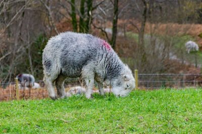 Close-up of sheep grazing in field