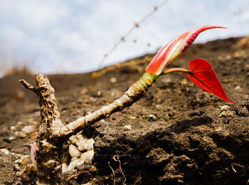 Close-up of leaves against blurred background