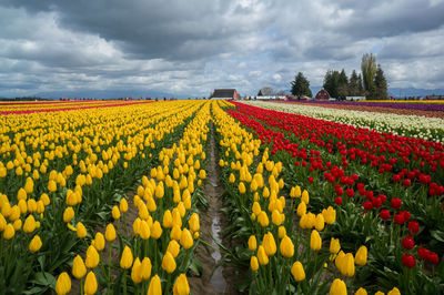 Scenic view of field against clear sky