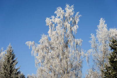 Low angle view of trees against clear blue sky