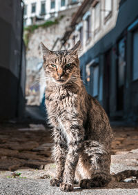 Portrait of a cat