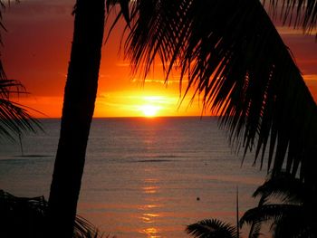 Silhouette of palm trees at sunset