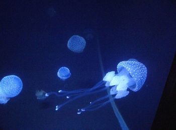 Close-up of jellyfish swimming in aquarium