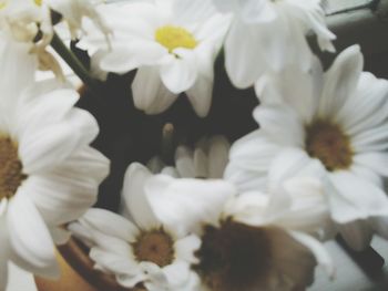 Close-up of white flowers blooming outdoors
