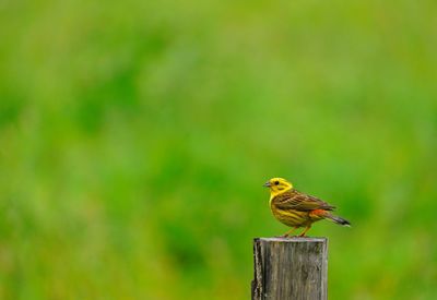 Close-up of bird perching on wooden post