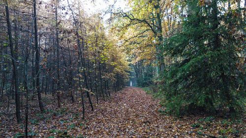 Footpath amidst trees in forest during autumn