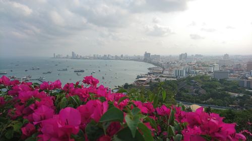 Bougainvillea blooming by sea and cityscape against sky