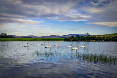 Birds in lake against sky