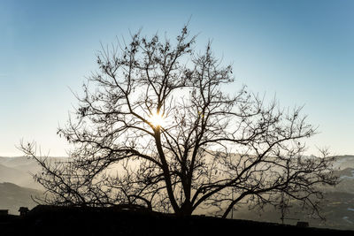 Low angle view of bare trees against sky at sunset