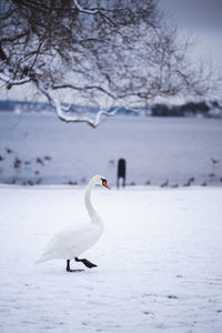 View of swan in lake during winter