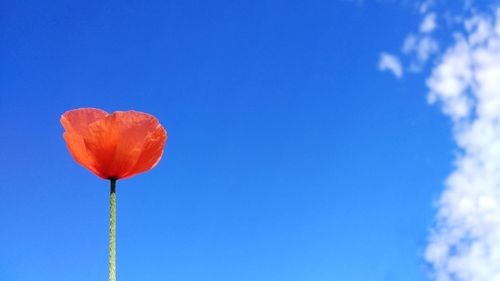 Low angle view of flower against blue sky