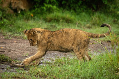 Side view of a cat on grass