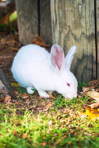 View of a rabbit on field