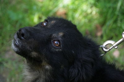 Close-up of black dog