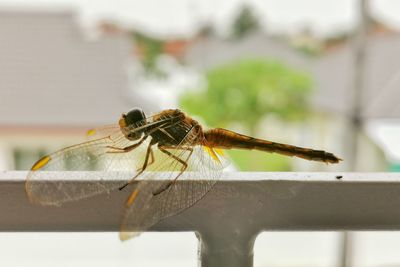 Close-up of dragonfly on wood