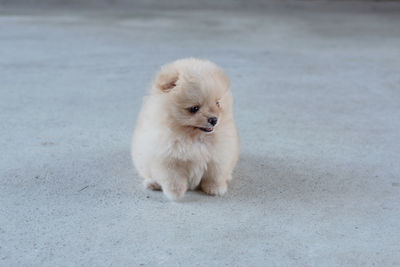 Portrait of white dog