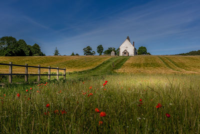 Scenic view of grassy field against sky