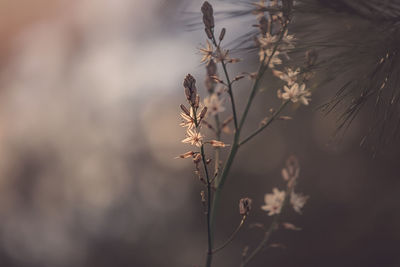 Close-up of wilted plant