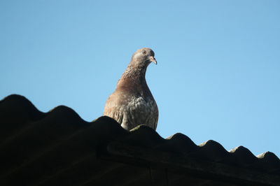 Low angle view of pigeon perching on roof against clear sky