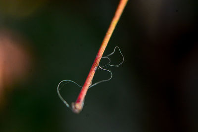 Close-up of heart shape on twig