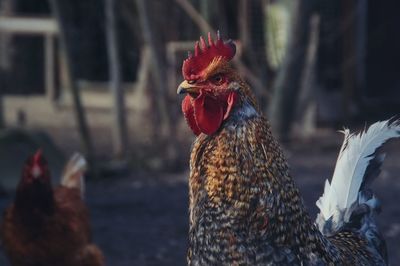 Close-up of rooster