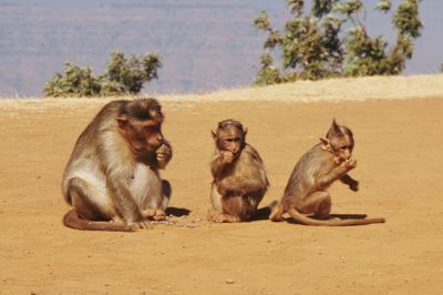 Monkeys on rocks