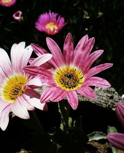 Close-up of pink flower