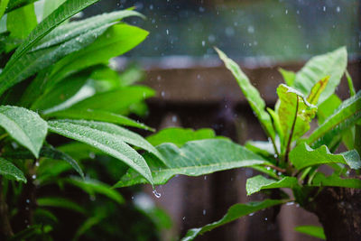 Close-up of wet plant leaves during rainy season