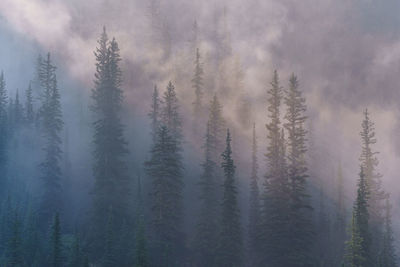 Pine trees in forest against sky