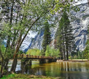 Scenic view of river with trees in background
