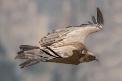 Close-up of eagle flying