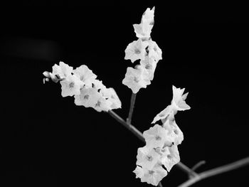 Close-up of white flowers against black background